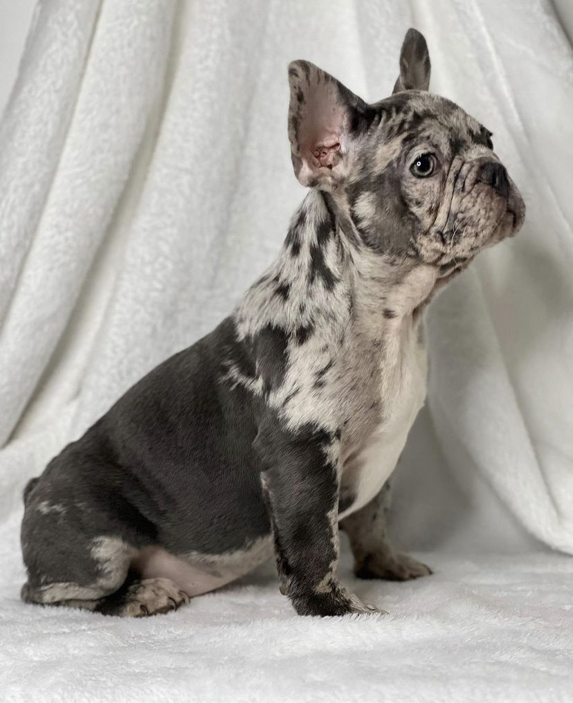 Buy French Bulldog Puppies | merle french bulldogs for sale