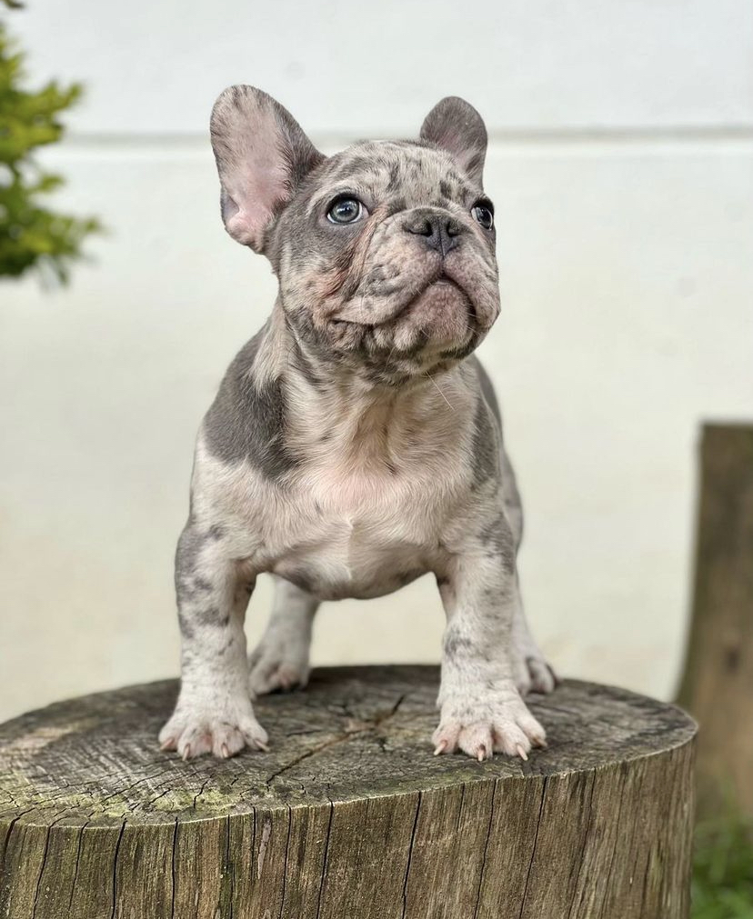 French Bulldog Puppy for Sale | French Bulldog Puppies for Sale