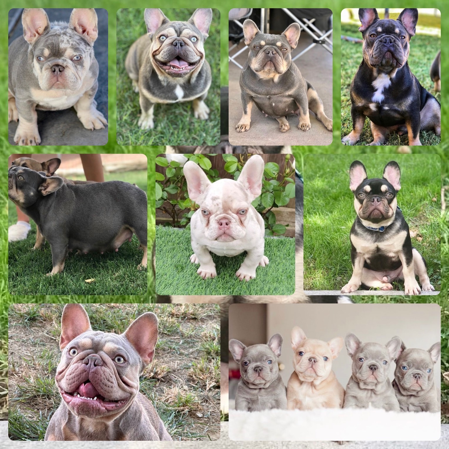 French bulldogs for sale | French bulldog puppies for sale