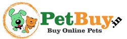 Buy Online Dogs and Puppies for sale in Delhi - Pet Buy
