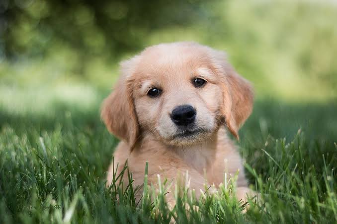 Buy Golden Retriever Puppies for Sale in Delhi NCR, India
