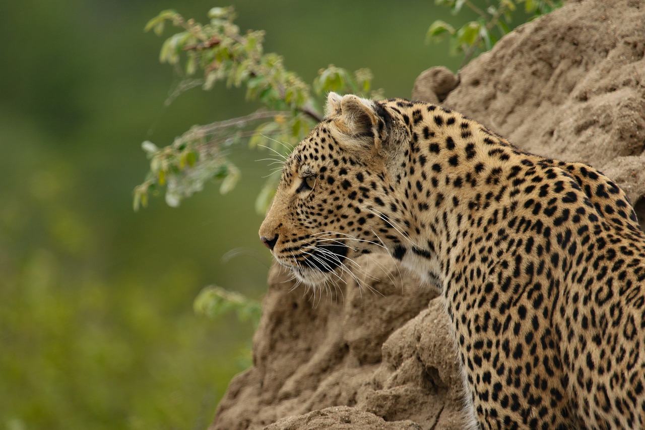 Jhalana Leopard Safari Park Jaipur, Safari Ticket Book Online