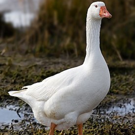 wemagij