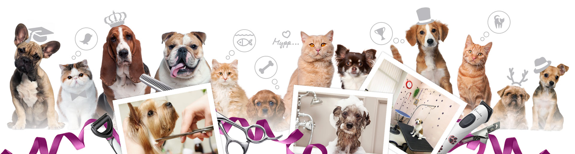 Зоосалон Пэтси в СПб: стрижка собак и кошек, груминг, уход за животными