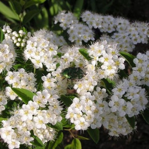 Nerātnās dziesmas, M.M. - Белая черёмуха (Cover) » Скачать свежие новинки музыки 2025 года бесплатно и слушать онлайн